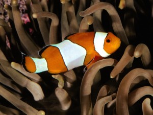 Percula Clownfish Indo Pacific Wallpaper