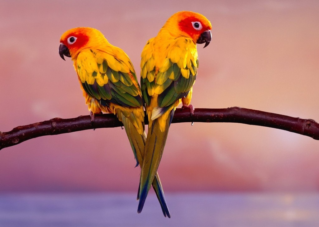 Two sun conure parakeets perched together on a branch offered as a wallpaper