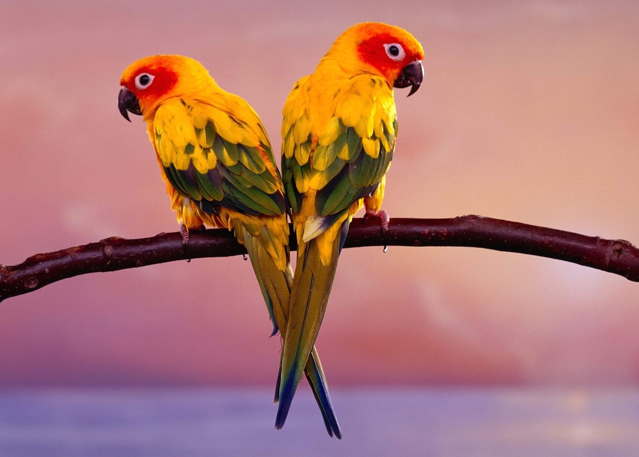 Two sun conure parakeets perched together on a branch offered as a wallpaper