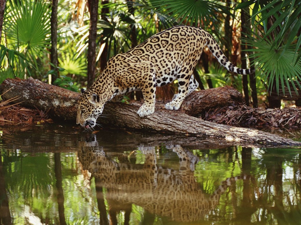 thirsty-jaguar-wallpaper