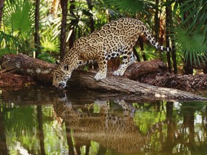 thirsty-jaguar-wallpaper