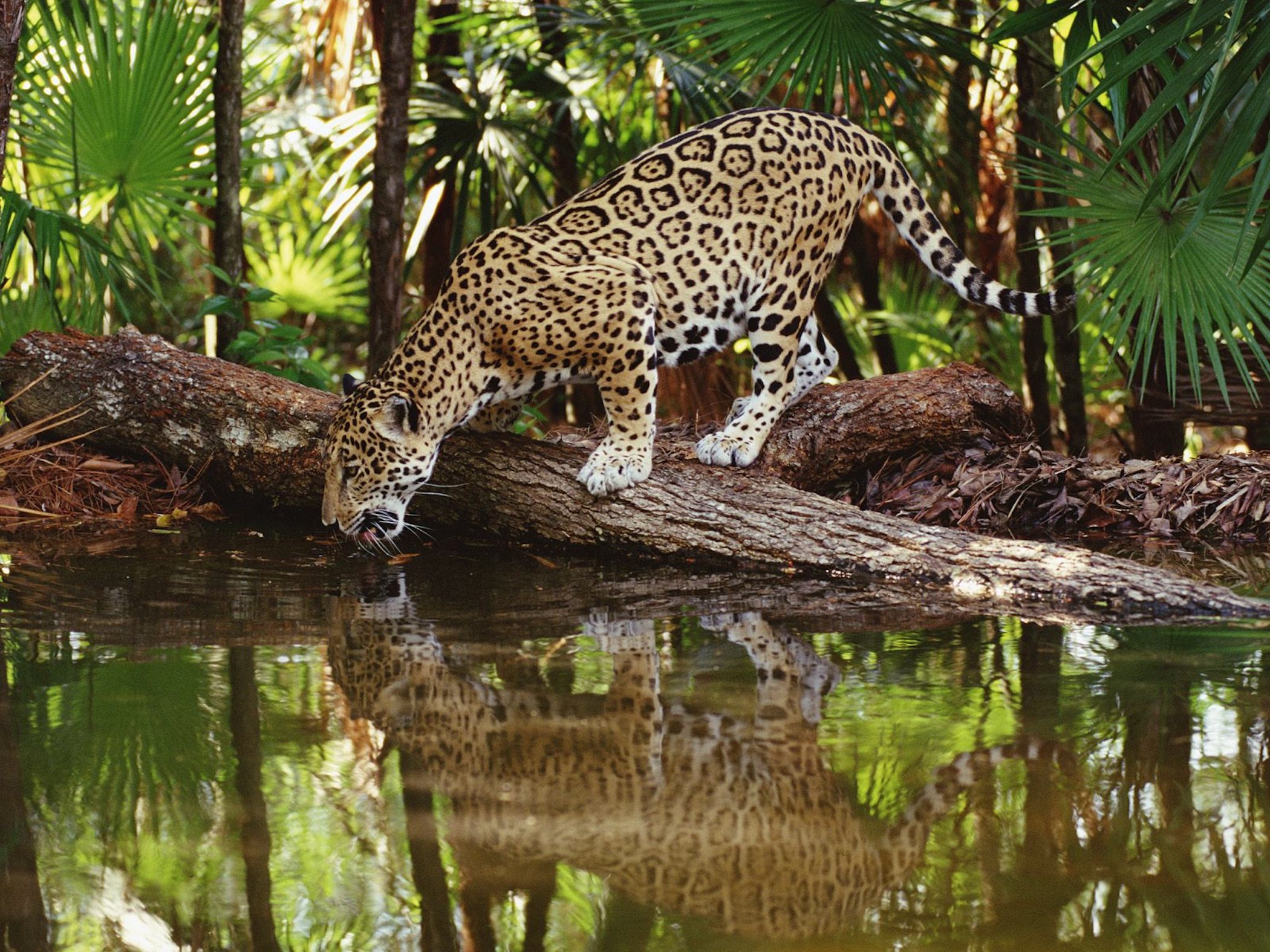 thirsty-jaguar-wallpaper