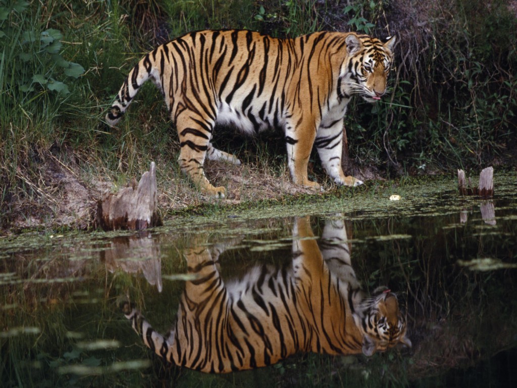 thirsty-tiger-wallpaper