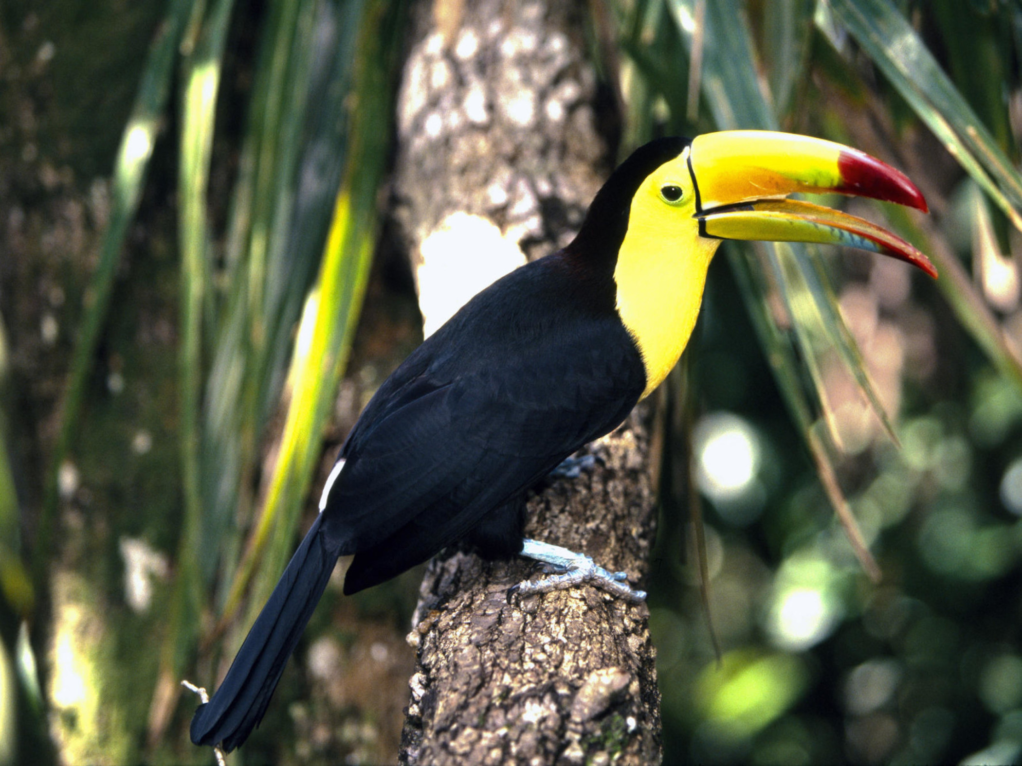 Toco Toucan Wallpaper pictures a Toco toucan perched on tree with large its yellow and orange bill