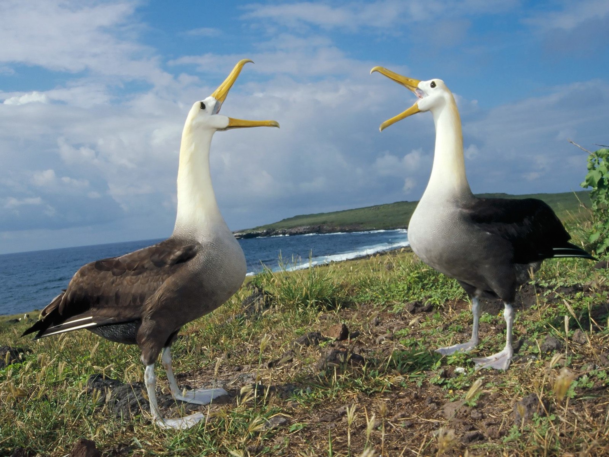 Waved Albatross Wallpaper with two Galapagos seabirds raising yellow bills near the ocean