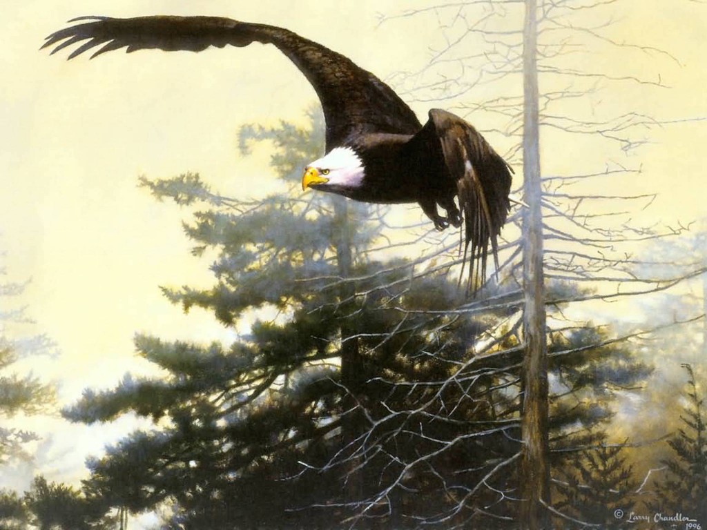 Bald eagle painting showing eagle flying above forest trees