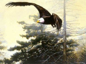 Bald eagle painting showing eagle flying above forest trees