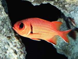 blackbar-soldierfish-wallpaper