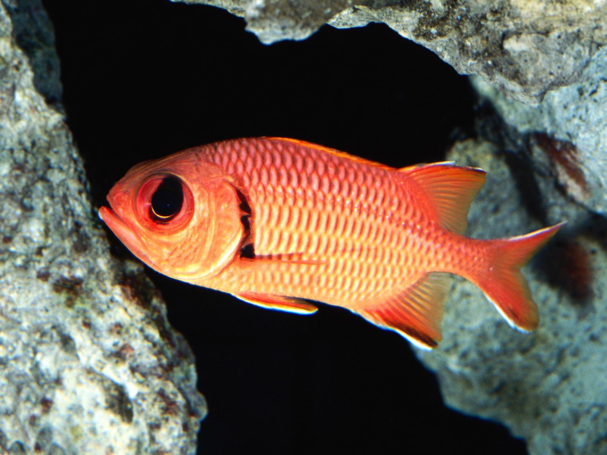 blackbar-soldierfish-wallpaper