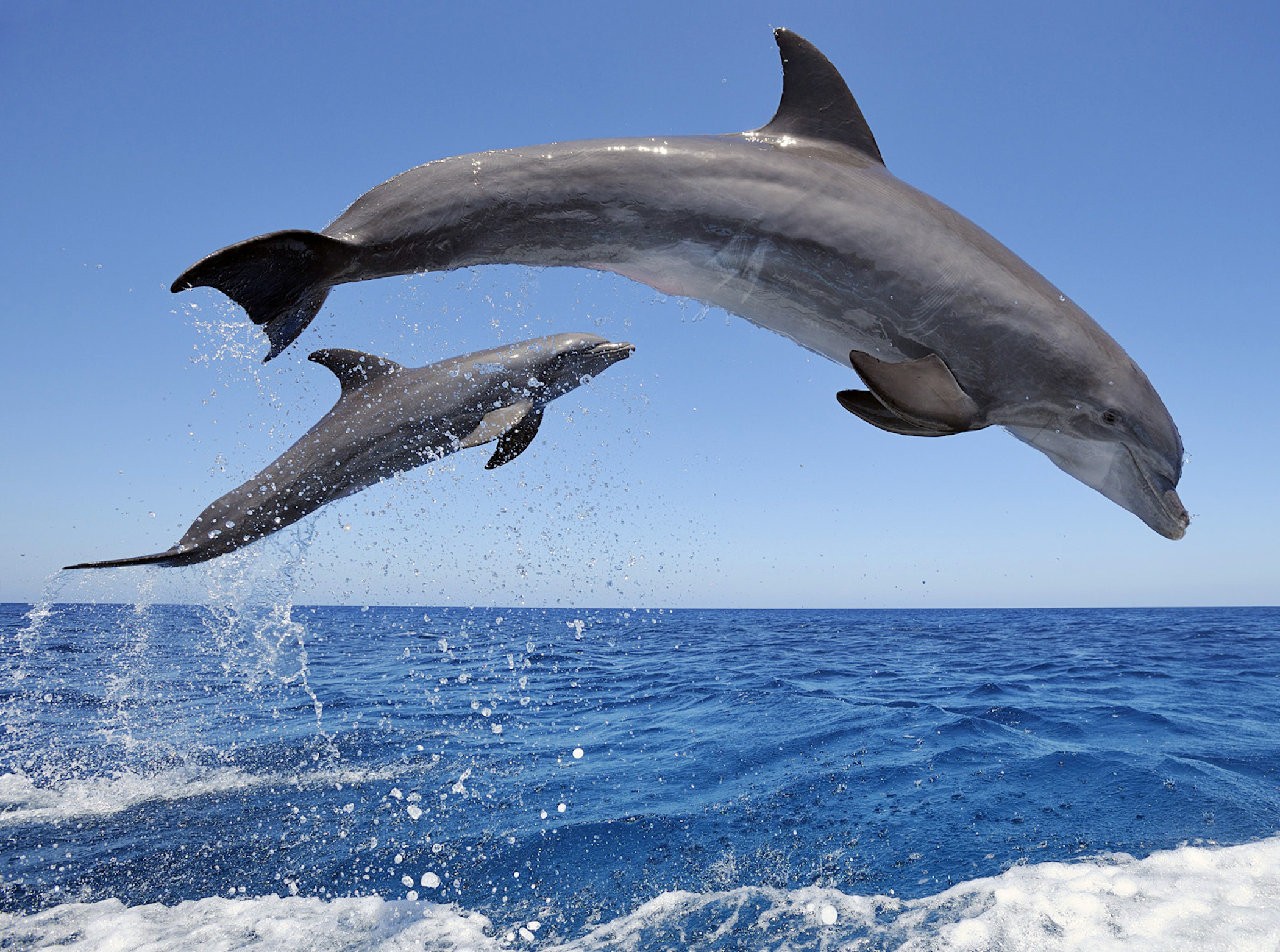 bottlenose-dolphins-jumping-wallpaper
