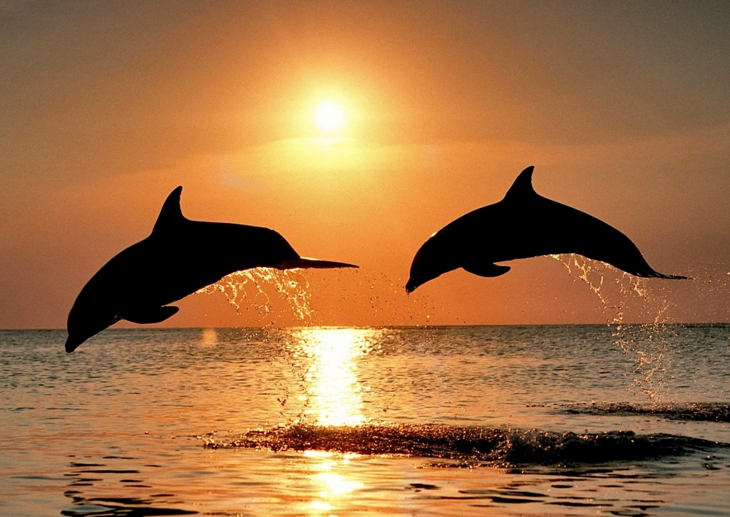bottlenose-dolphins-sunset-wallpaper