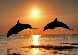 bottlenose-dolphins-sunset-wallpaper