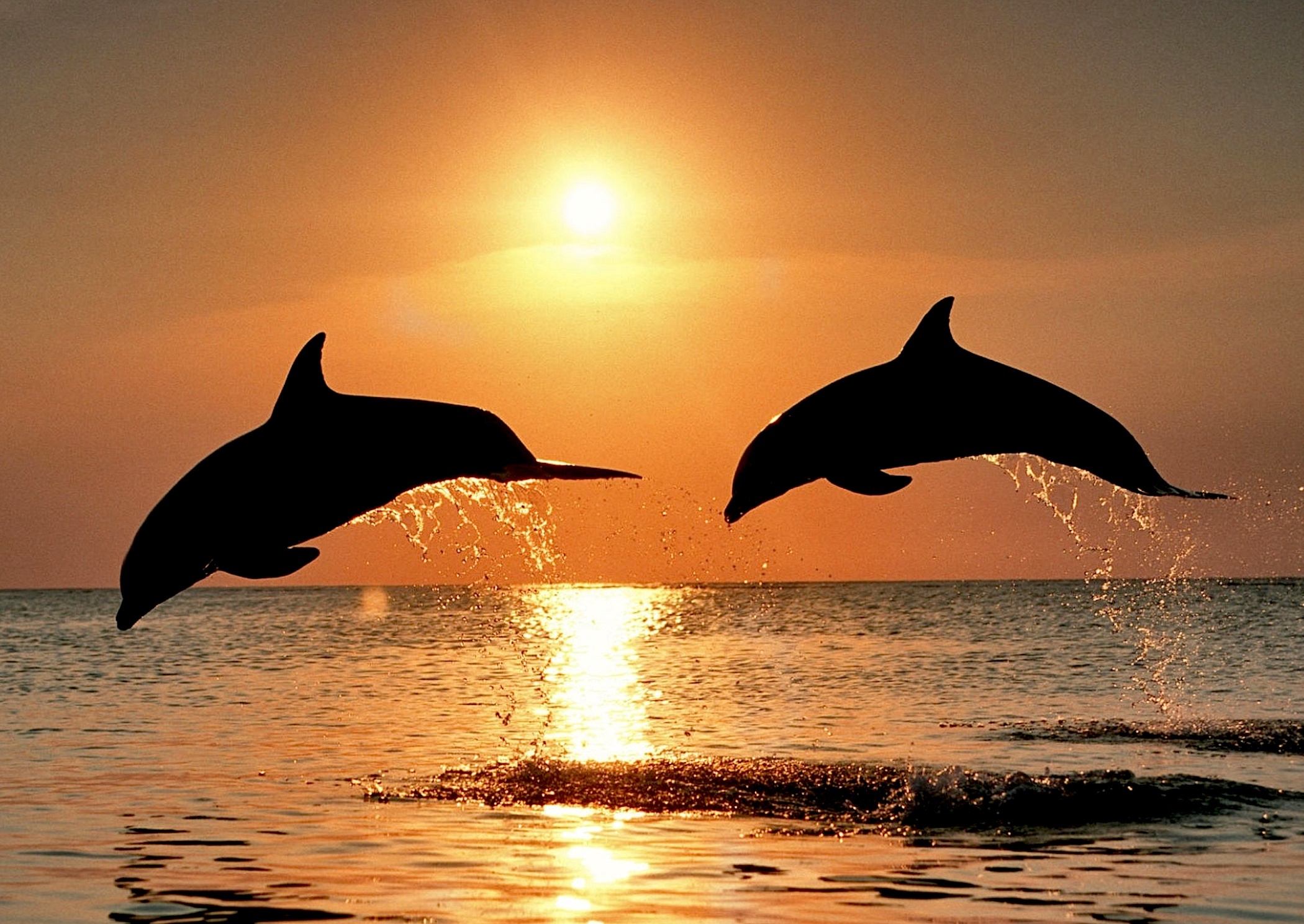 bottlenose-dolphins-sunset-wallpaper