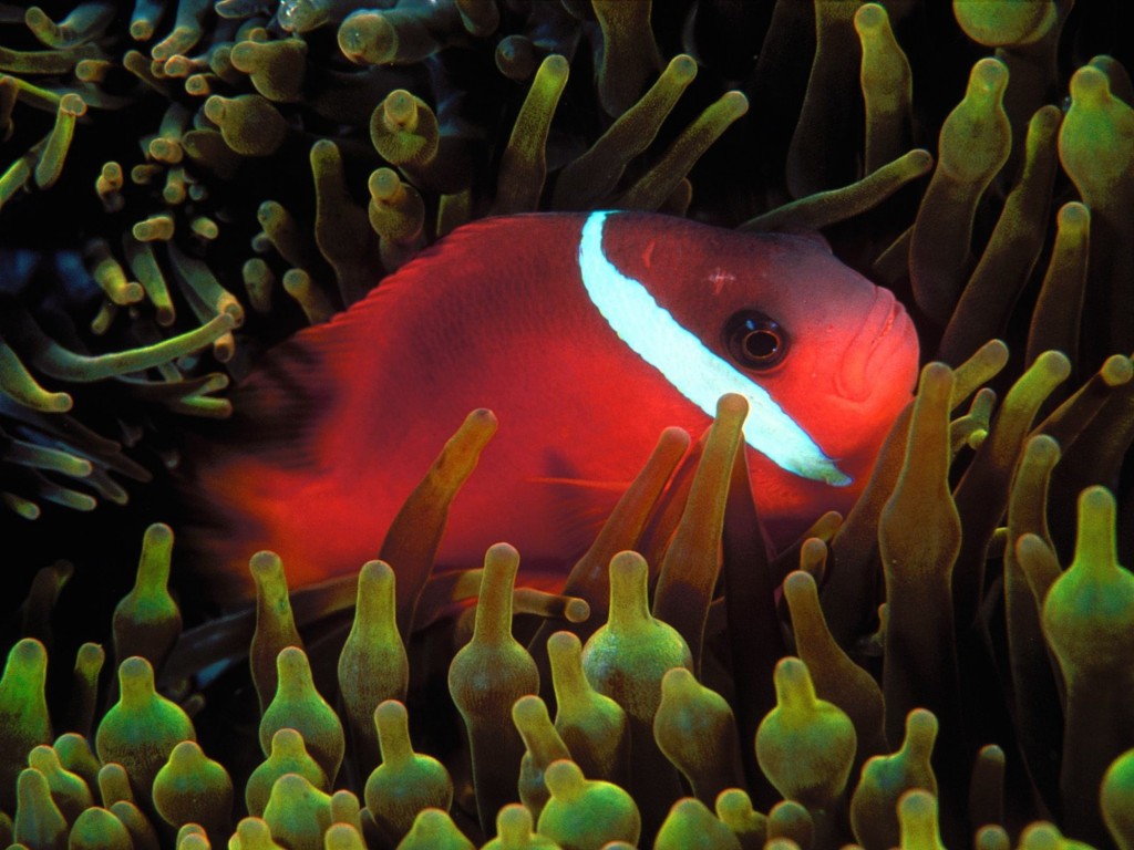 cinnamon-clownfish-wallpaper