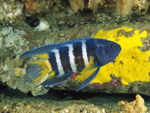 eastern-blue-devil-fish-wallpaper