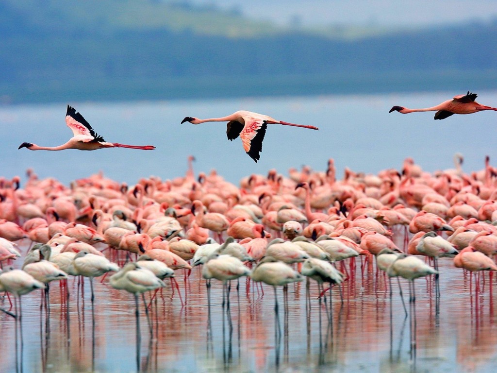 Flamingos Lake Nakuru wallpaper — hundreds of flamingos wading and flying over pink lake in Kenya with green hills behind