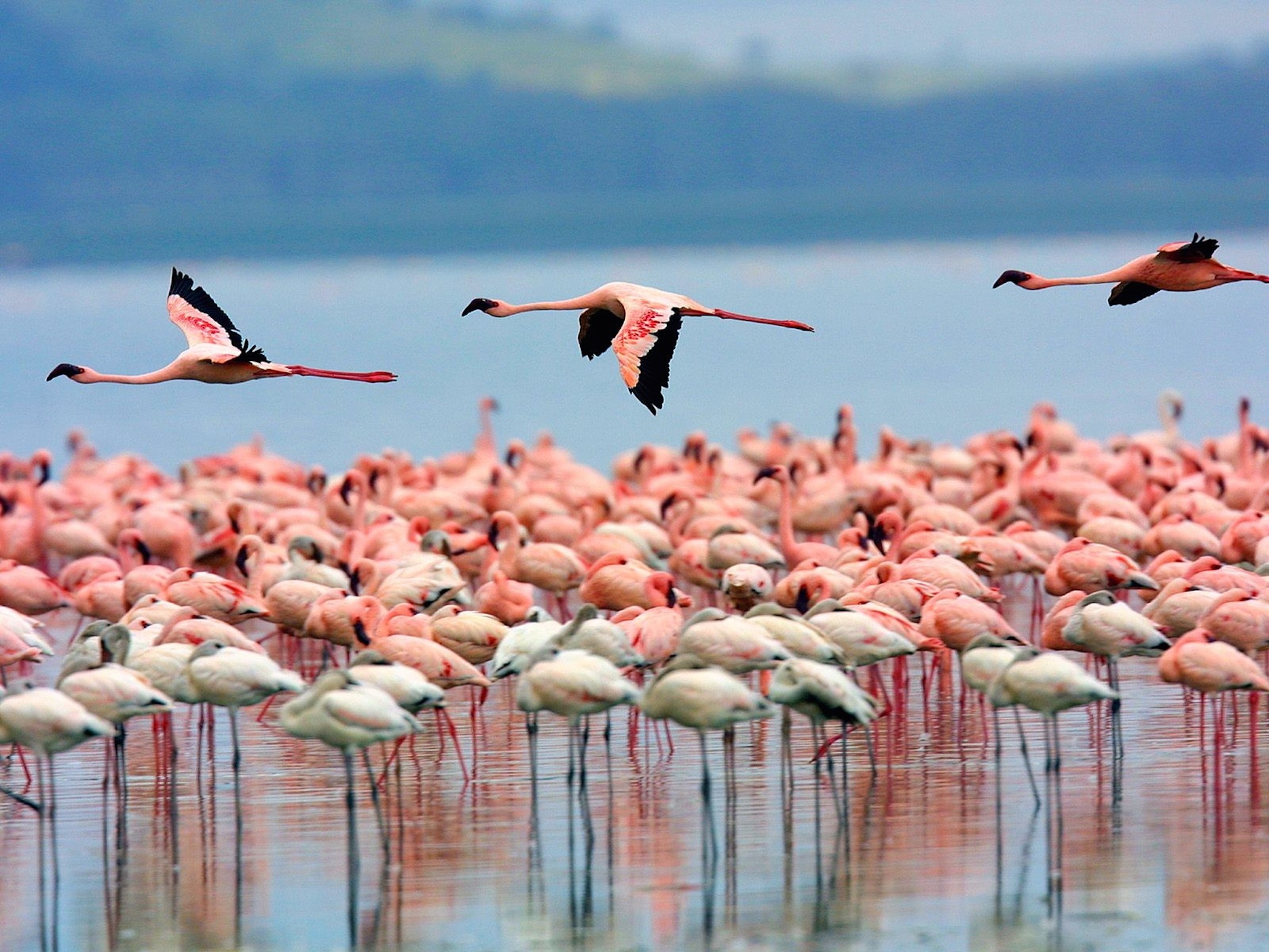 Flamingos Lake Nakuru wallpaper — hundreds of flamingos wading and flying over pink lake in Kenya with green hills behind