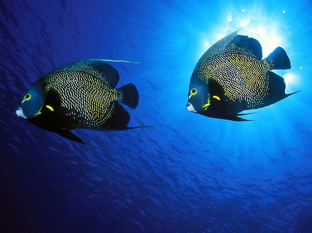 french-angelfish-mates-wallpaper