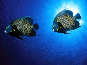 french-angelfish-mates-wallpaper