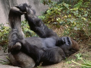 gorilla-relaxing-wallpaper