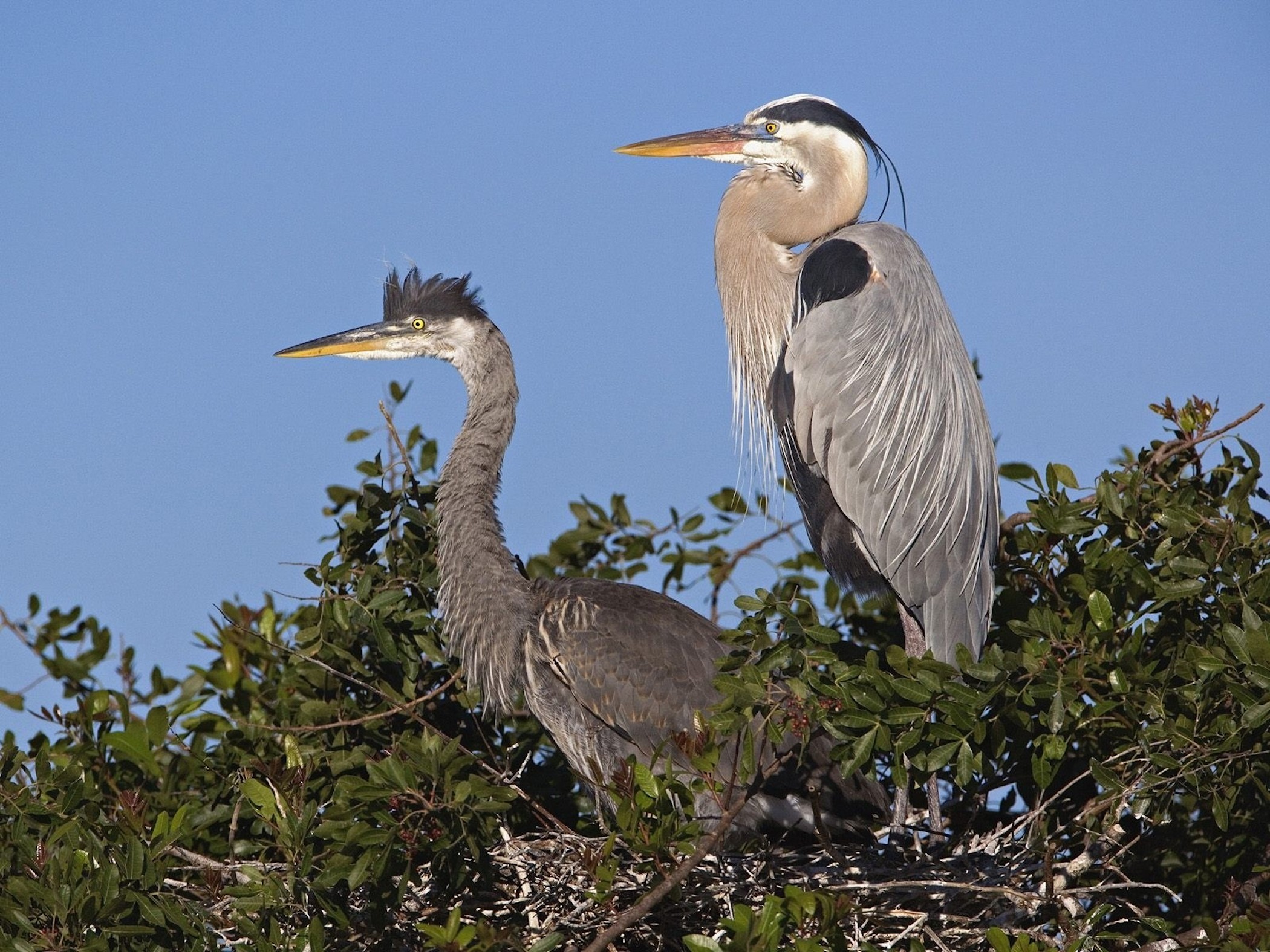 Great Blue Herons Venice Florida wallpaper — adult and juvenile Great Blue Heron perched together in treetop nest against blue sky