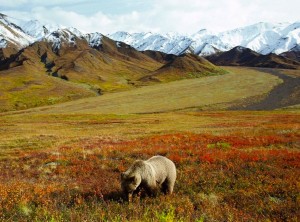 grizzly-bear-foraging-alaska-wallpaper