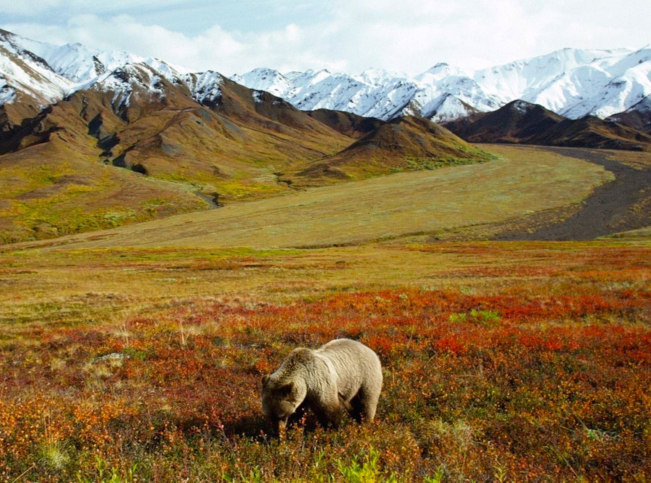 grizzly-bear-foraging-alaska-wallpaper