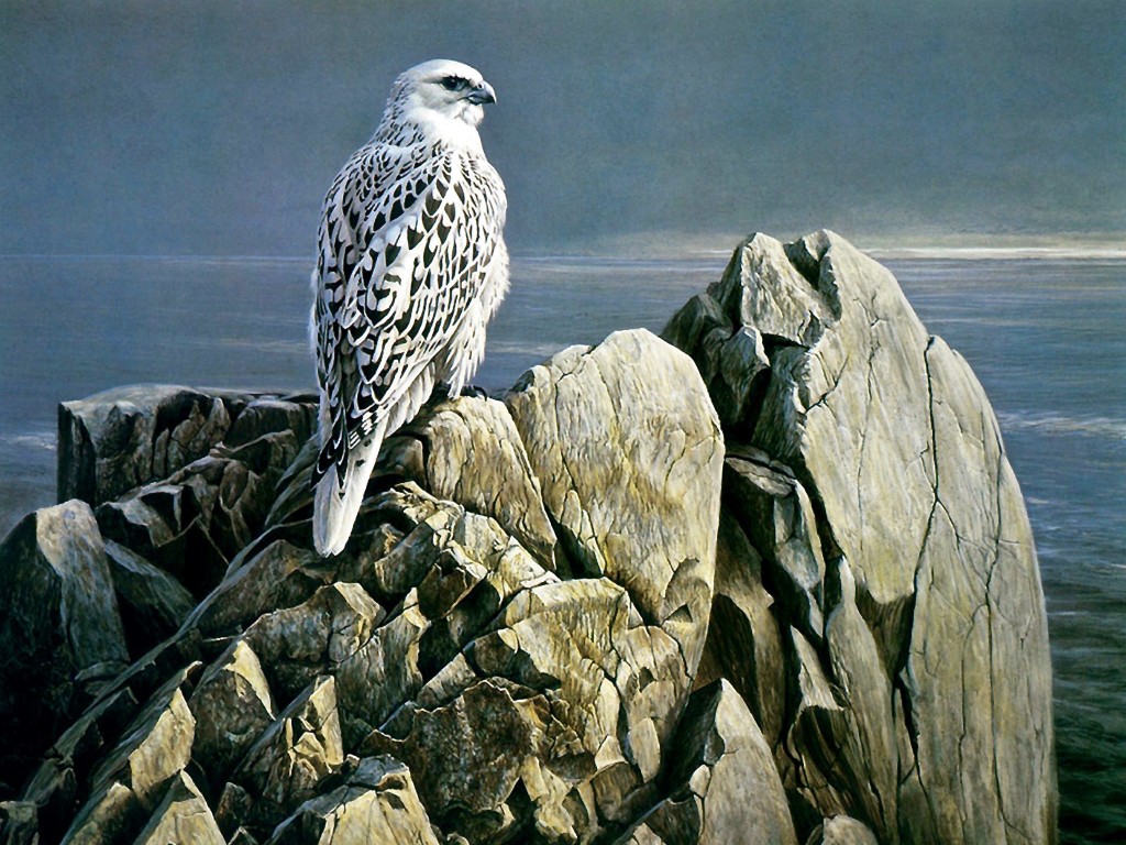 Gyrfalcon painting wallpaper — Robert Bateman artwork of white Gyrfalcon perched on rocky coastal outcrop with grey sea behind