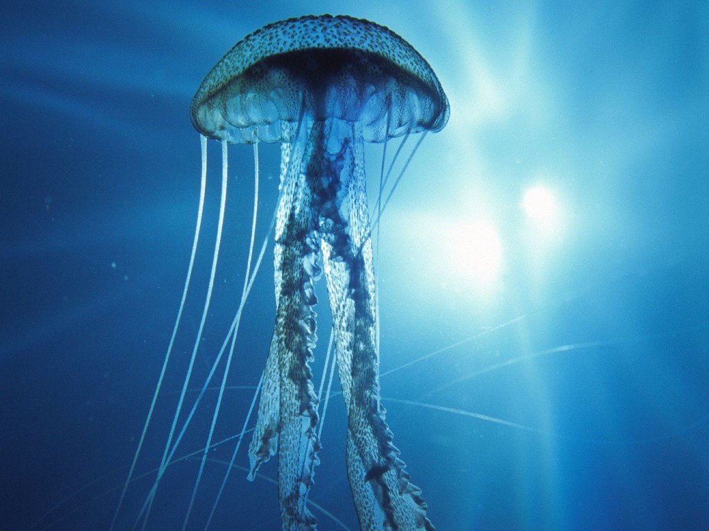 jellyfish-floating-wallpaper