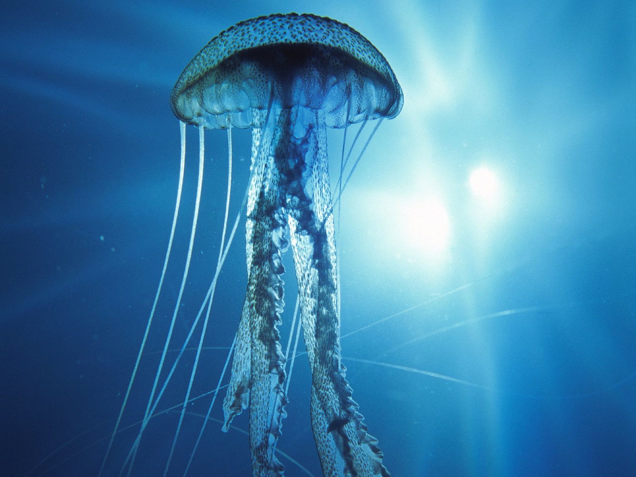 jellyfish-floating-wallpaper