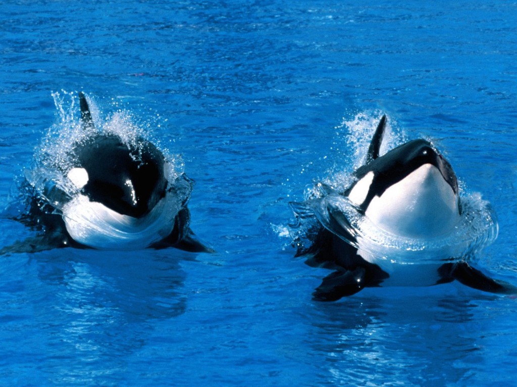 killer-whale-aka-orca-wallpaper