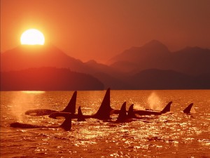 killer-whales-ocean-sunset-wallpaper
