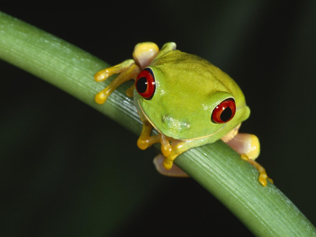 red-eyed-tree-frog-wallpaper
