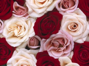 romantic-roses-wallpaper