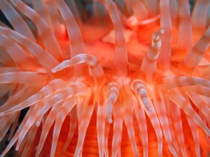 sea-anemone-tentacles-wallpaper