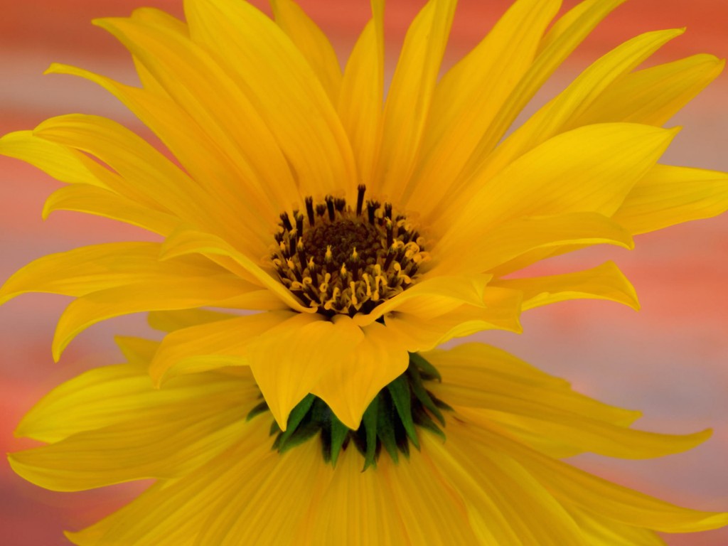 single-sunflower-wallpaper