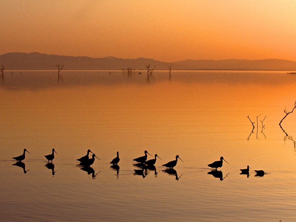 Wading birds sunset wallpaper — silhouettes of shorebirds wading in orange glowing water at sunset with distant mountains