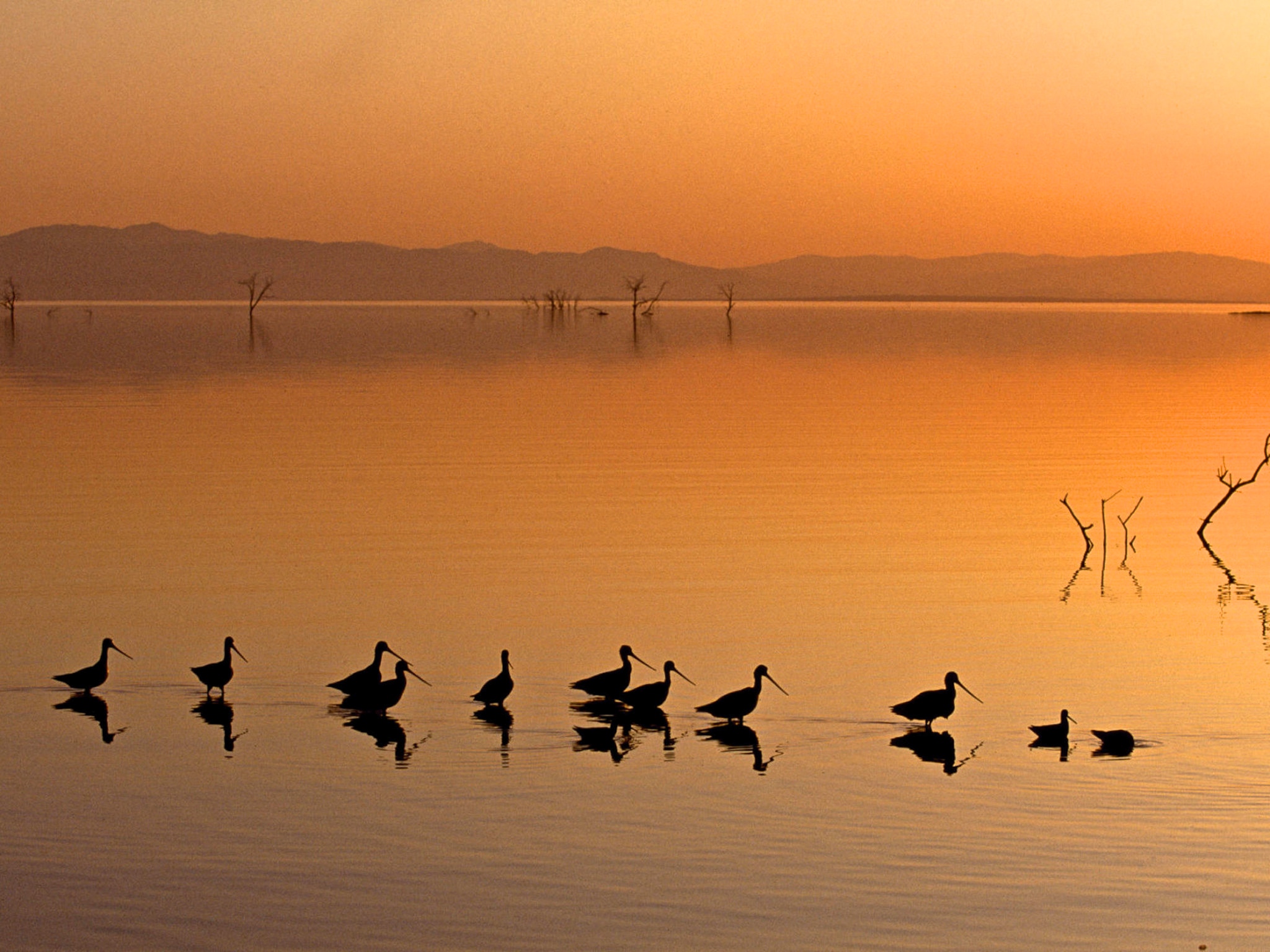Wading birds sunset wallpaper — silhouettes of shorebirds wading in orange glowing water at sunset with distant mountains
