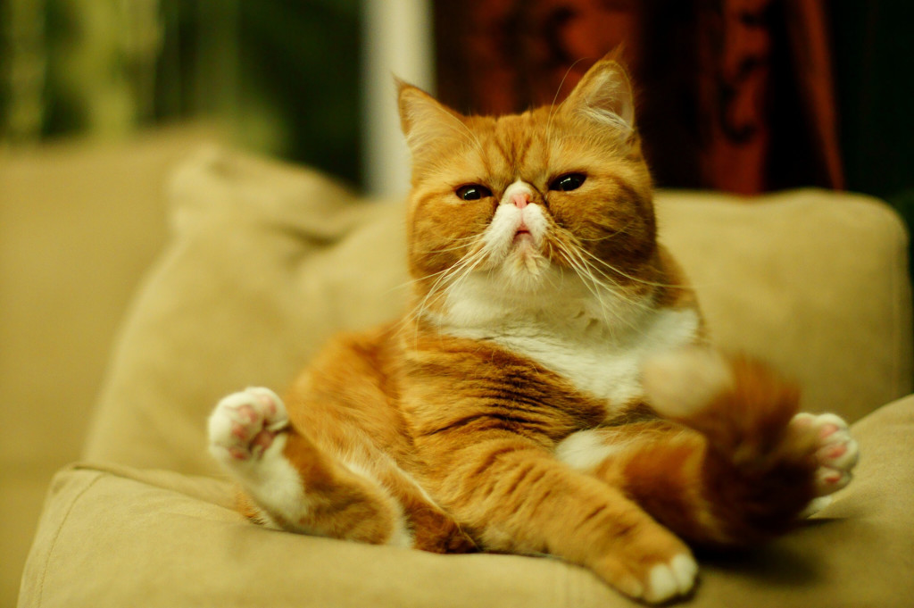 Animals 114