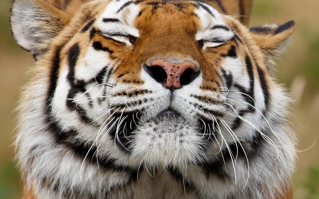 Animals 117