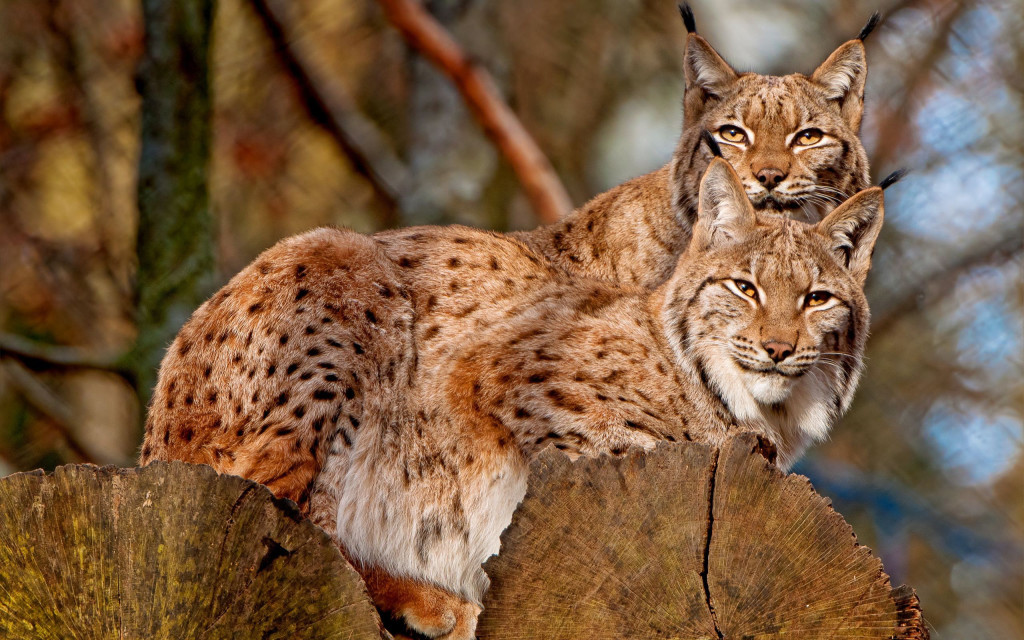 Animals 120