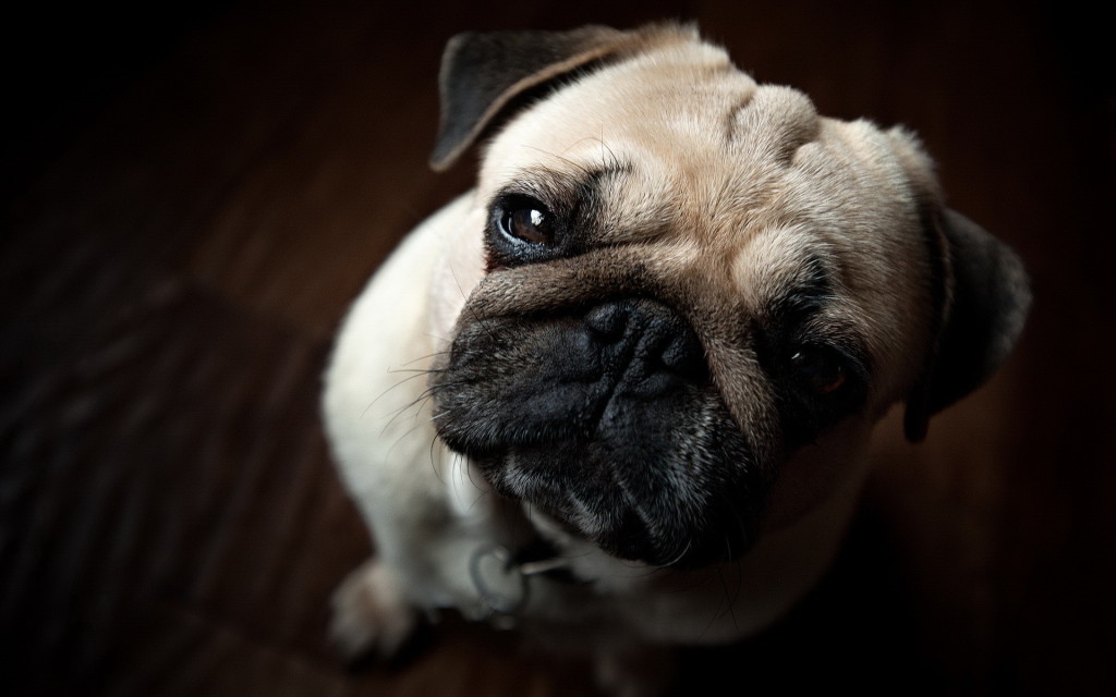Animals 125