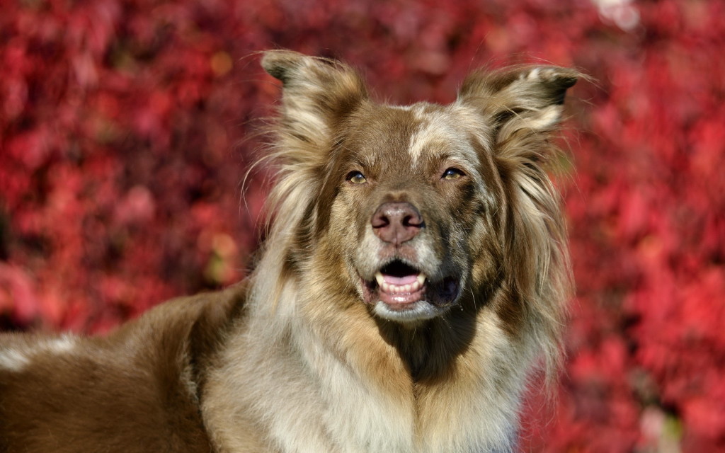Animals 148