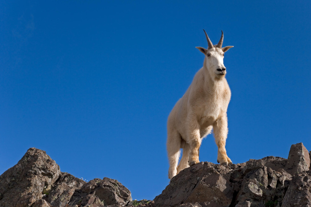 mountain goat Olympic National Park wallpaper — mountain goat standing on rocky ridge at Klahhane Ridge against deep blue sky