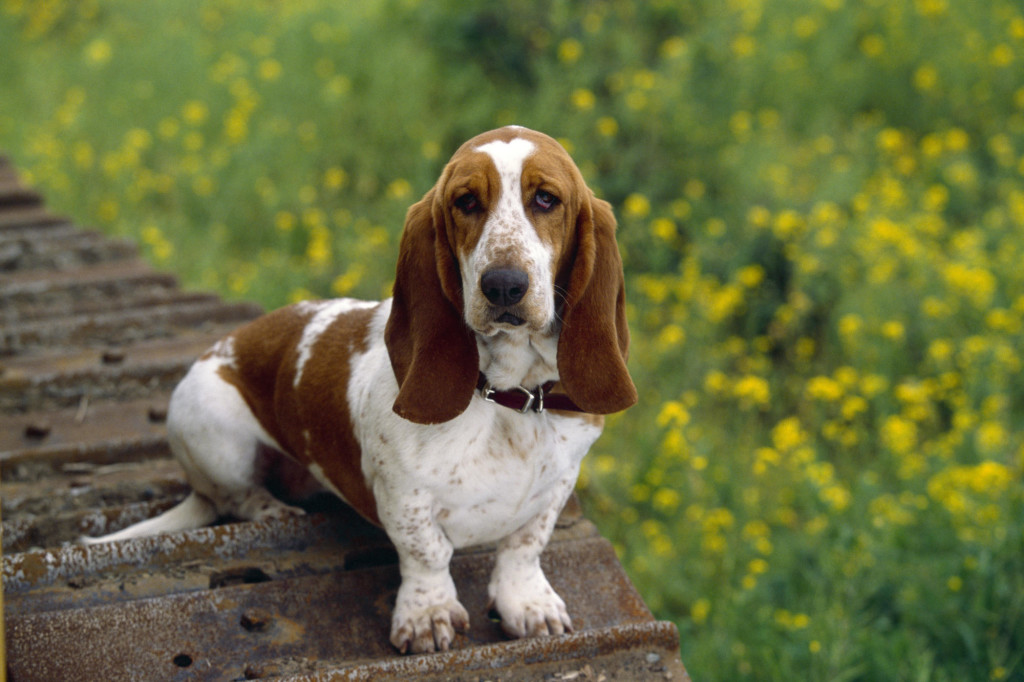 Animals 6