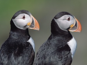 Atlantic puffins wallpaper with two colorful seabirds