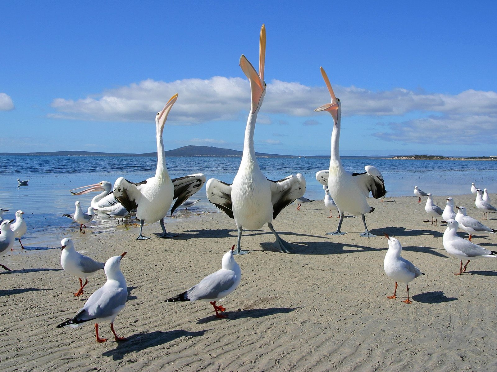 Pelicans and seagulls wallpaper on a sunny beach