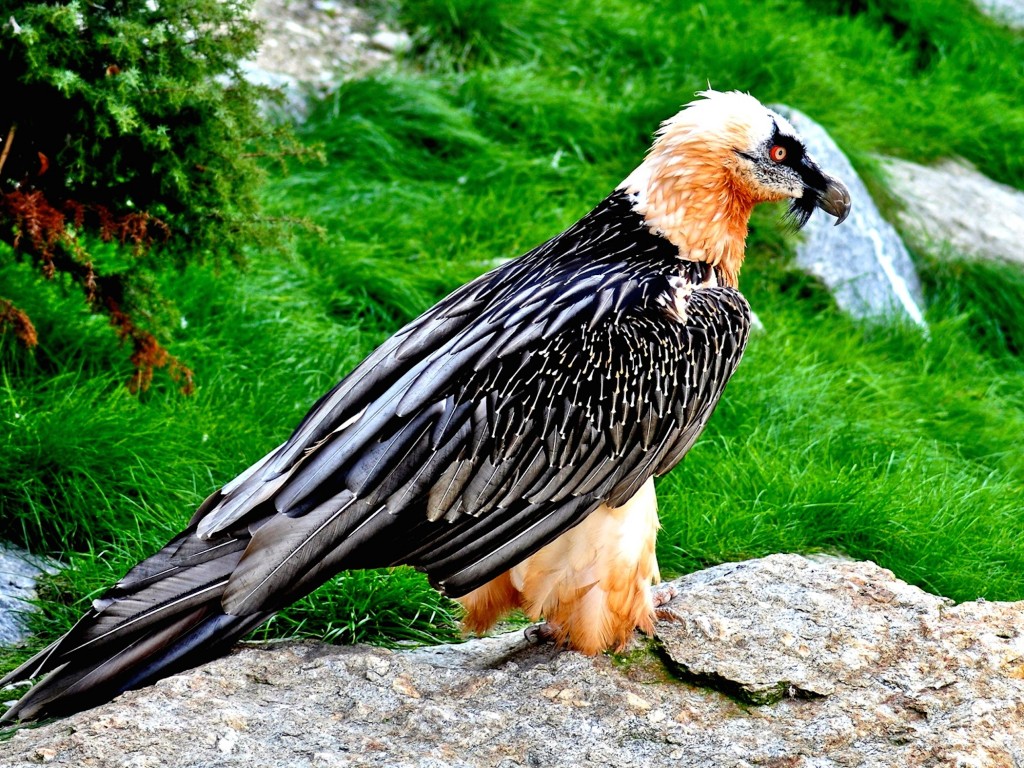 Bearded vulture standing on rocks mountain bird wallpaper