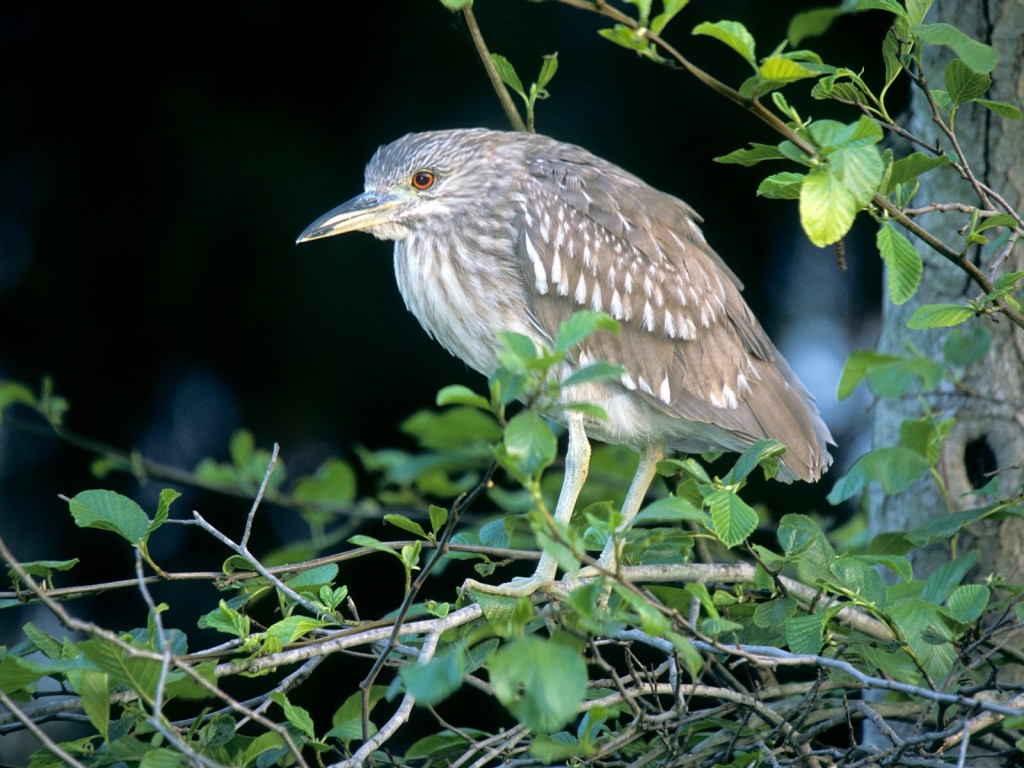 Juvenile black crowned night heron wallpaper — young bird perched in dense green foliage with amber eye