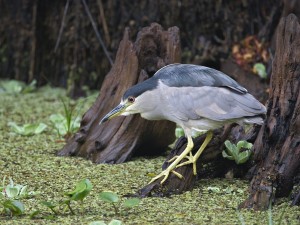 Black Crowned Night Heron Wallpaper showing a wading bird standing in water while searching for fish